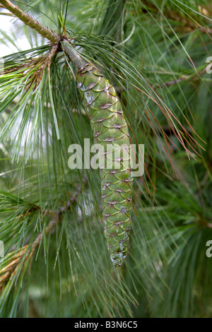 Bhutan-Kiefer, Pinus Wallichiana, Tannenbäumen, zentralen und östlichen Himalaya und Nepal Stockfoto