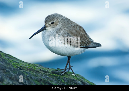 Alpenstrandläufer im Winterkleid Stockfoto