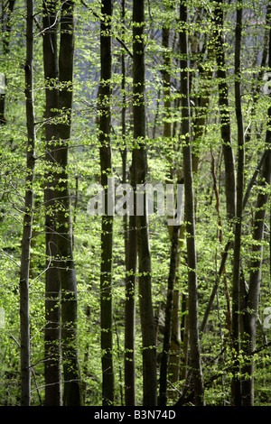 Rot-Buche (Fagus Sylvatica) Stockfoto