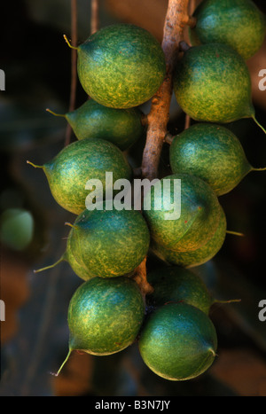 Cluster von Macadamia-Nüssen Stockfoto