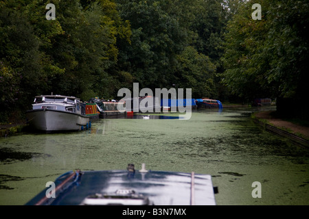 Schmale Boot Reisen auf Grand Union Canal in Richtung Uxbridge. Ente Unkraut deckt das Wasser. Boote vertäut an der Kanalseite. Stockfoto