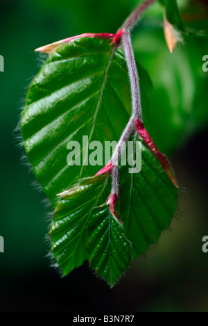 Blätter der Rotbuche (Fagus Sylvatica), Nahaufnahme Stockfoto