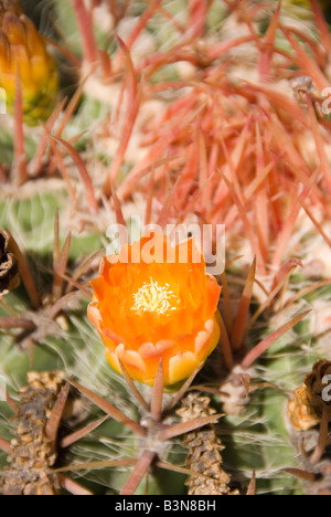 Detail der Blüte Ferocactus Pilosus Kaktus Pflanze im Botanischen Garten oder Jardi Botanic in Valencia, Spanien Stockfoto