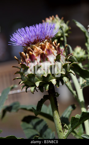 Karde, Cynara Cardunculus, Asteraceae, Europa und Westasien Stockfoto