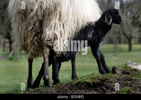 Schafe (Ovis Orientalis Aries), weiblich und Lamm Stockfoto