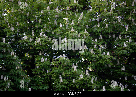 Deutschland, Bayern, Ebenhausen, Pferd-Kastanie (Aesculus Hippocastanum), full-frame Stockfoto