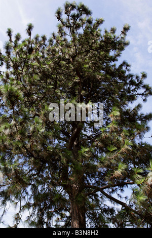 Ponderosa Pine aka Bull Kiefer oder Western Yellow Pine, Pinus Ponderosa, westlichen Nordamerika Stockfoto