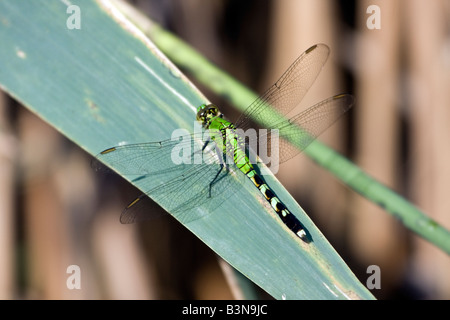 Libelle thront auf einem Blatt Stockfoto
