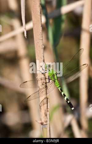 Libelle thront auf einem Rohr Stockfoto
