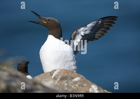 Eine Guillemot thront auf einer Klippe Rand Speading seine Flügel Stockfoto