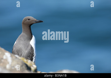 Eine Guillemot thront auf einer Klippe mit Blick auf das Meer Stockfoto