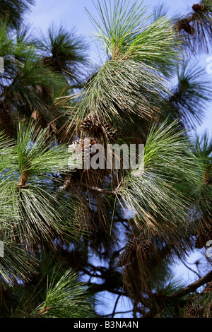 Ponderosa Pine aka Bull Kiefer oder Western Yellow Pine, Pinus Ponderosa, westlichen Nordamerika Stockfoto