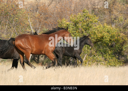 Indische Pferde laufen in South Dakota Stockfoto