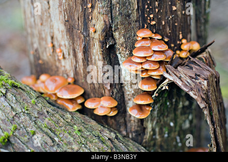 Samt Fuß Flammulina Velutipes Pilze Stockfoto