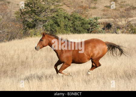 Indische Pferd Rennen in South Dakota Stockfoto