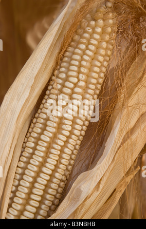 Ohr des Trockenmais in Schale. Stockfoto