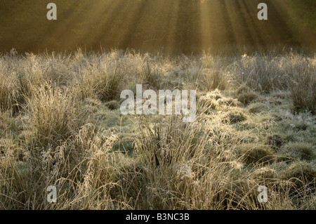 Sonnenstrahlen über einem frostigen, Dumfries and Galloway, Schottland Stockfoto