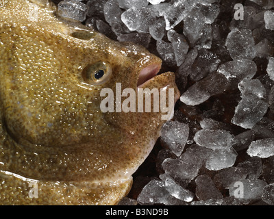 Turbot Fish auf Eis Stockfoto