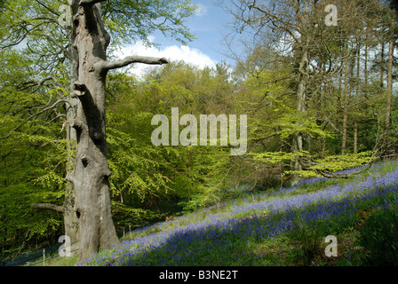 Glockenblumen in den Zauberwald, Groombridge Place, Kent Stockfoto