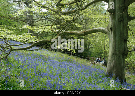 Glockenblumen in den Zauberwald, Groombridge Place, Kent Stockfoto