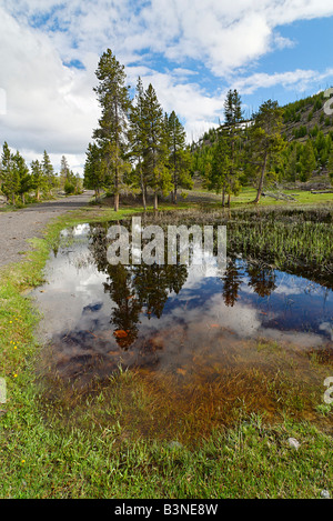 Wald-Reflexion Stockfoto