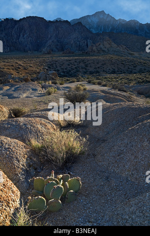 Ein Kaktus und Felsen mit Lone Pine Peak im Hintergrund. Stockfoto