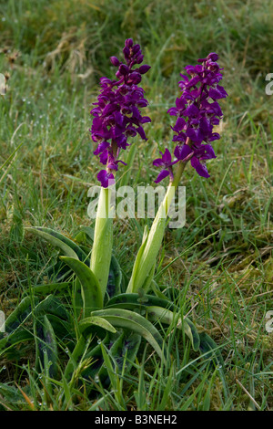 frühe lila Orchideen in Cressbrook Dale Derbyshire im englischen Peak District National park Stockfoto