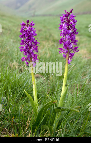 frühe lila Orchideen in Cressbrook Dale Derbyshire Peak District Nationalpark Stockfoto