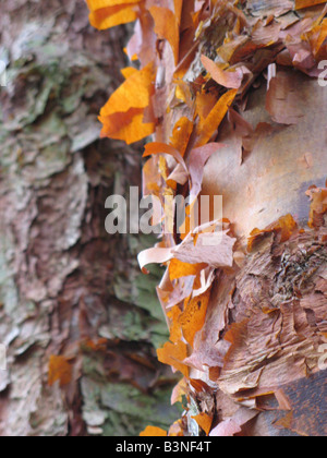 Papier-Birke Betula Papyrifera hat peeling Orange-rötliche Rinde bei jungen Stockfoto