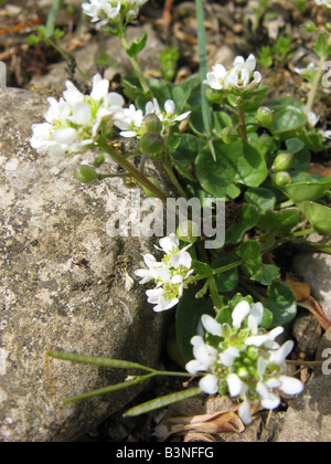 GEMEINSAME SCURVYGRASS Cochlearia Officinalis in der Regel auf Klippen und andere Sehenswürdigkeiten in der Nähe des Meeres gefunden Stockfoto