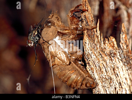 Sitzstangen auf nymphal Shell (Exuviae) von einer kürzlich geschlüpften australische Zikade auf einem Baumstamm in Australien zu fliegen. Stockfoto