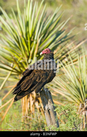 Türkei-Geier Cathartes Aura Del Rio Texas USA 10 August Erwachsenen Cathartidae Stockfoto