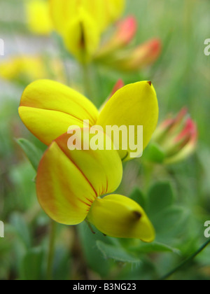 GEMEINSAME BIRDSFOOT TREFOIL Lotus Corniculatus hat die volkstümlichen Namen Eiern und Speck und Tom Thumb Stockfoto