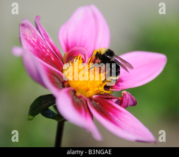 Eine Hummel (Bombus Caliginosus) sammelt Pollen an einer Nordwesten Kosmos Lavendel einzelne Dahlie Blüte in Tacoma, WA, USA. Stockfoto