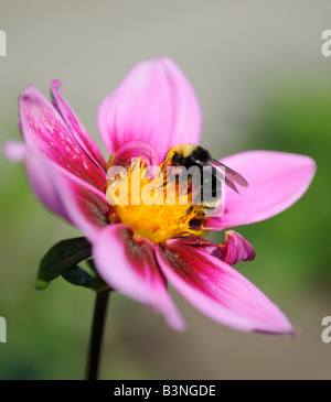 Eine Hummel (Bombus Caliginosus) sammelt Pollen an einer Nordwesten Kosmos Lavendel einzelne Dahlie Blüte in Tacoma, WA, USA. Stockfoto