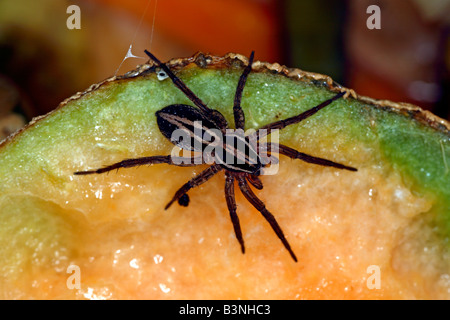 Wolfspinne (Familie Lycosidae) Leben in einem Komposthaufen New South Wales, Australien Stockfoto