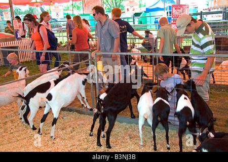 Ziegen auf der Western-Idaho-Messe in Boise, Idaho Stockfoto