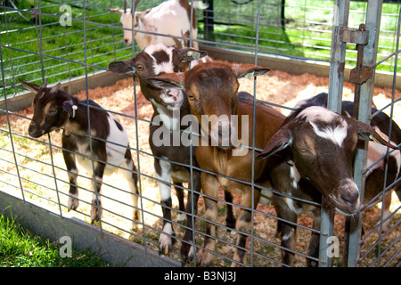 Ziegen auf der Western-Idaho-Messe in Boise, Idaho Stockfoto