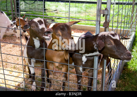 Ziegen auf der Western-Idaho-Messe in Boise, Idaho Stockfoto