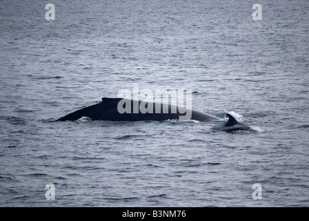 Buckelwal (Impressionen Novaeangliae) und weißen Schnabel Dolphin (Lagenorhynchus Albirostris), Faxafloi Bay, Island Stockfoto