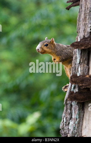Östlichen Fuchs, Eichhörnchen Sciurus Niger Stockfoto
