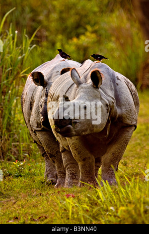 Asiatische einen gehörnten Nashörner in Kaziranga Nationalpark im Norden ostindischen Bundesstaat Assam Stockfoto