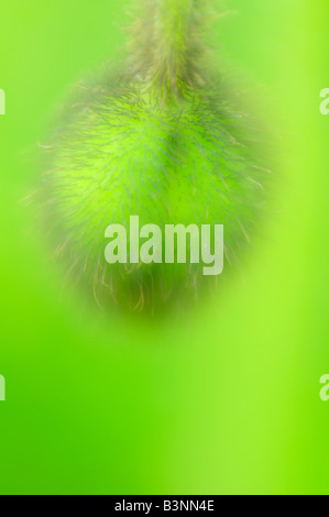 Island-Mohn (Papaver Nudicaule), Nahaufnahme Stockfoto