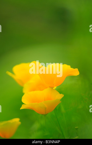 Kalifornischer Mohn (Eschscholzia California) Stockfoto