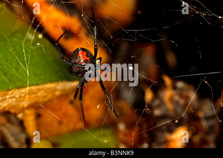 Weiblichen Redback Spinne (Latrodectus Hasselti) in Australien. derselben Art wie die amerikanische Schwarze Witwe seine Venom können Menschen zu töten. Stockfoto