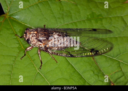 Rasiermesser Grinder Zikade (Henicopsaltria Eydouxii), nur in Ost-Australien in großer Zahl auf Eukalyptus-Bäume gefunden. Stockfoto