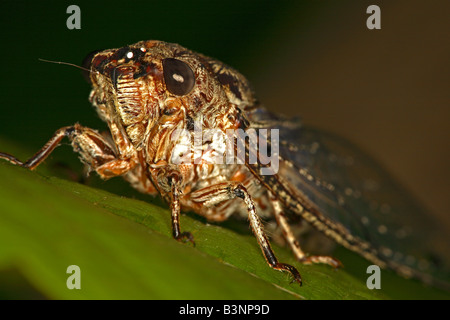 Rasiermesser Grinder Zikade (Henicopsaltria Eydouxii), nur in Ost-Australien in großer Zahl auf Eukalyptus-Bäume gefunden. Stockfoto