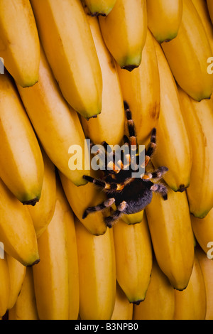 Eine mexikanische rote Knie Vogelspinne kriecht auf ein Bündel Bananen Stockfoto