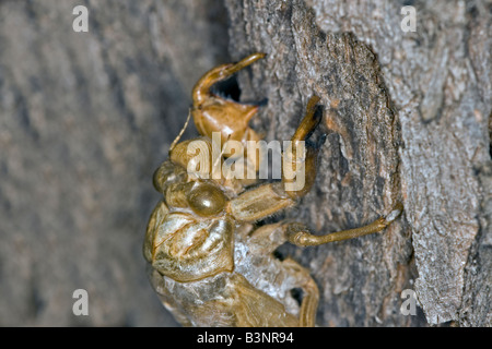 Nymphal Schale (Exuviae) von einer kürzlich geschlüpften australische Zikade auf einem Baumstamm. Stockfoto