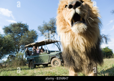 Lion läuft von Safari-Fahrzeug, Gauteng, Südafrika Stockfoto